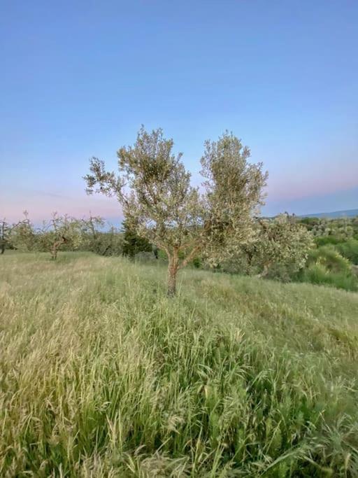 Podere San Giorgio Palaia Eksteriør billede